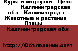 Куры и индоутки › Цена ­ 300 - Калининградская обл., Калининград г. Животные и растения » Птицы   . Калининградская обл.